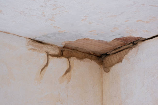 Best Carpet water damage restoration  in Muleshoe, TX
